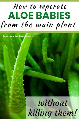 Aloe Plant Care, Growing Aloe Vera, Aloe Vera Care, Aloe Vera Benefits, Brown Spots Removal, Aloe Vera Plant, Aloe Plant, Mother Plant, Grow Your Own Food