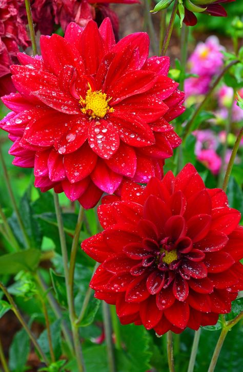 Flowers With Raindrops, Delilah Flower, Red Flowers Garden, Red Dahlias, Red Dahlia, Beautiful Red Roses, Wallpaper Nature Flowers, Unusual Flowers, Beautiful Flowers Garden