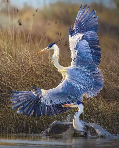 Shore Birds, Coastal Birds, Bird Photo, Birds Flying, Bird Photography, Wild Birds, Animal Photo, Nature Animals, Pictures To Draw