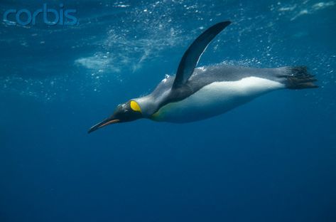 Penguin Underwater, Penguin Adaptations, Emporer Penguin, Swimming Penguin, Penguins Swimming, Animals Swimming, Creature Creation, Dove Drawing, Swimming Photography