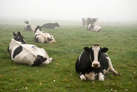 Cows Laying In A Field, Cow Lying Down, Cow Laying Down, How To Draw Cow, Draw Cow, Cow Holstein, Baby White Tiger, Really Big Dogs, The Sixth Sense