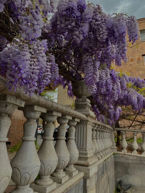 Wisteria Bridesmaid Dresses, Wisteria Plant, Spring In Paris, Wisteria Flowers, Wisteria Tree, Purple Wisteria, Aesthetic Street, Lavender Aesthetic, Scenery Background