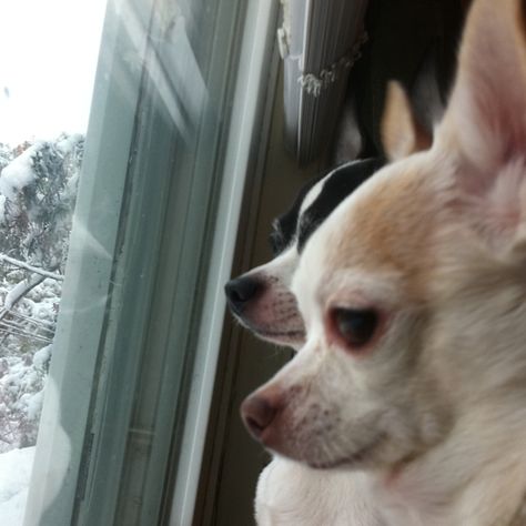 Looking out the window. :-) Dog Looking Out Window, Looking Out Window, Chihuahua Lover, Looking Out The Window, The Window, Chihuahua, Dogs, Animals, Quick Saves