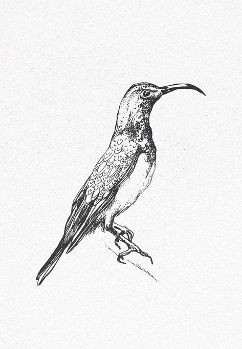 Hand drawn, element, illustration, nature, tattoo design, tattoo, handdrawn, design, feminine, clipart, brand, identity, organic, drawing, decoration, creative, paint, natural, sketch, outdoor, bear, animal, deer, animal, bambi, wild, cartoon, logo design, logo element, animal, bird, sparrow, small bird Organic Drawing, Drawing Decoration, Element Tattoo, Cartoon Logo Design, Bird Sparrow, Deer Animal, Nature Tattoo, Nature Collection, Nature Tattoos