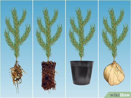 How to Plant Pine Trees (with Pictures) - wikiHow Small Pine Trees, Growing Trees, Replant, Fir Tree, Exotic Fruit, Circle Of Life, Growing Tree, Pine Trees, Small Trees