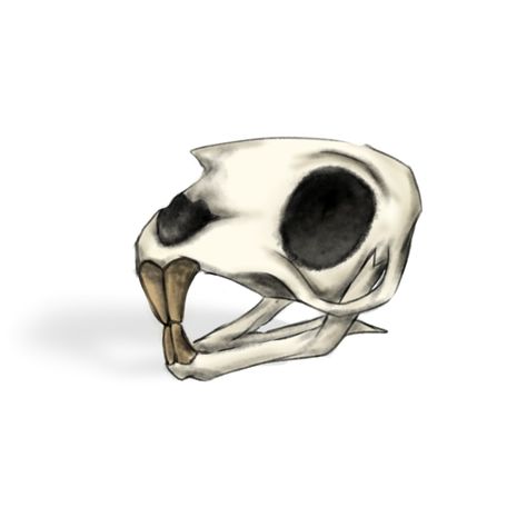 Im trying make it more detailed Rat Skull, Animal Skulls, Im Trying, Rats, Make It, Tattoos, Animals, Anime