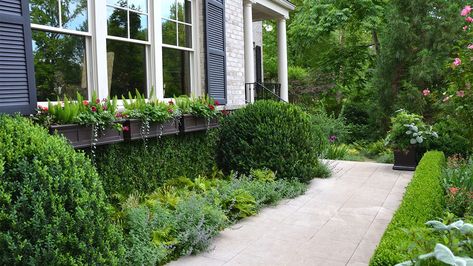 What a great lesson in how to combine shades of green to bring a narrow space to life! This fuss-free mixture of boxwoods, ferns and perennials is low Front Of House Landscape Ideas, House Landscape Ideas, Landscape Ideas Front Yard, Landscaping Around House, Creeping Fig, Monrovia Plants, Front Walkway, Side Yards, Planting Ideas