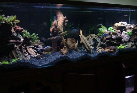 Aquarium Scape, Office Aquarium, Freshwater Fish Tank, Aqua Scape, 10 Gallon Fish Tank, Axolotl Tank, Cichlid Aquarium, Fish Aquarium Decorations, Fish Tank Themes