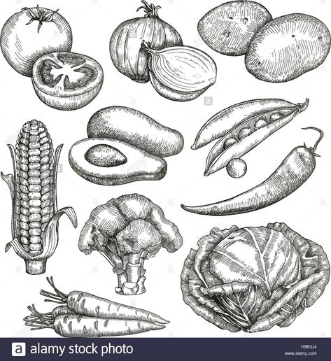 Vegetables, sketches, hand drawing, vector set Stock Vector Vegetables Drawing, Vegetable Drawing, Drawing Room Interior Design, Food Sketch, Drawing Vector, Drawing Images, Fruit Art, Creative Sketches, Hand Drawing