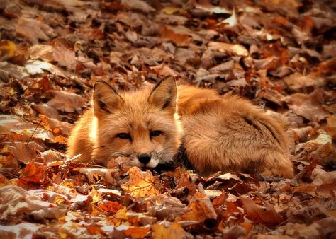 Lying down in some leaves Akita Inu, Autumn Magic, Autumn Aesthetic, Red Fox, Pics Art, Belle Photo, Beautiful Creatures, Animals Beautiful