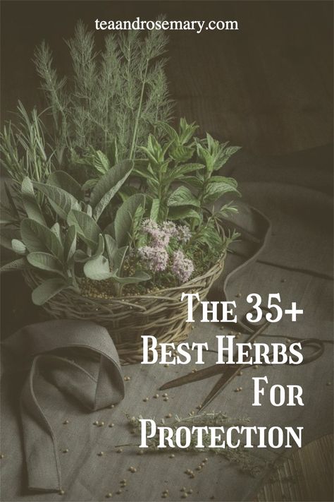 The best herbs for witchcraft and herbs for protection. If you're learning about witchcraft for beginners, then look into these protection herbs, as herbs is a great place to start in witchcraft! Herbs For Intentions, Plants For Protection From Evil, Herbs For Success Witchcraft, Cleansing Herbs Witchcraft, Witchcraft Herbs And Uses, Health Protection Spell, Protection Plants Witchcraft, Protection Herbs Witchcraft, Herbs For Protection Witchcraft