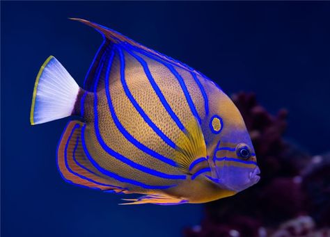 Colourful unique fish Saltwater Fish Tanks, Salt Water Fishing, Salt Water Fish, Saltwater Tank, Beautiful Sea Creatures, Water Animals, Marine Aquarium, Marine Fish, Underwater Creatures