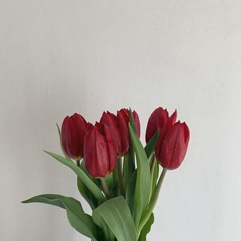 art 🎨 on Twitter: "Obsessed with red tulips… " Boquette Flowers, Red Icons:), Nothing But Flowers, Flower Therapy, Red Tulips, Pretty Plants, Tulips Flowers, Red Aesthetic, Love Flowers