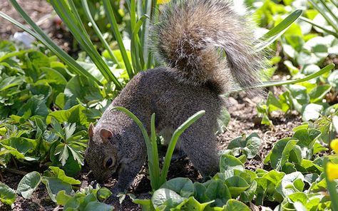 TV Gardener David Domoney answers your gardening questions. How do you stop squirrels from digging up spring bulbs in the garden? Digging Holes, Garden Pest Control, A Squirrel, Spring Bulbs, Garden Pests, Squirrels, Koala Bear, My Garden, In The Garden