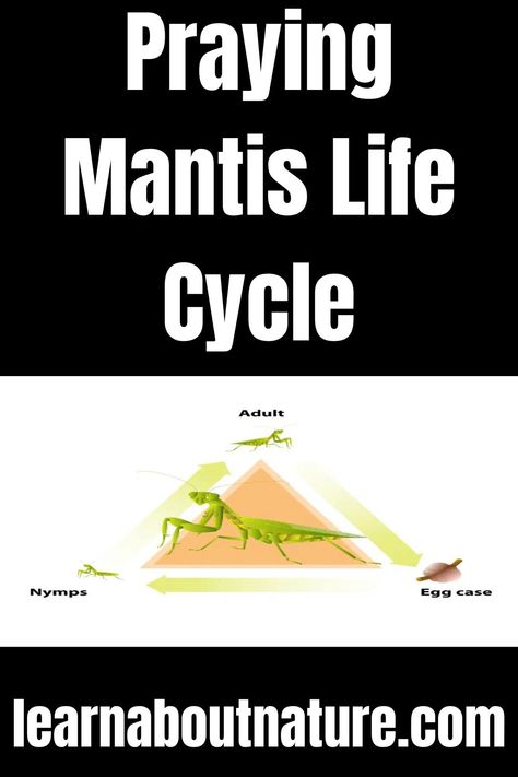 Praying Mantis Life Cycle Praying Mantis Life Cycle, Nature Website, Flying Animals, Garden Animals, Praying Mantis, About Nature, Life Cycle, Do You Know What, Life Cycles