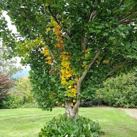 Little Volunteer Tulip Tree Pros And Cons: Should You Grow It? Tulip Poplar Tree, Tulip Poplar, Tulip Tree, Biodiversity Conservation, Poplar Tree, Powdery Mildew, Parts Of A Plant, Low Maintenance Plants, Big Tree