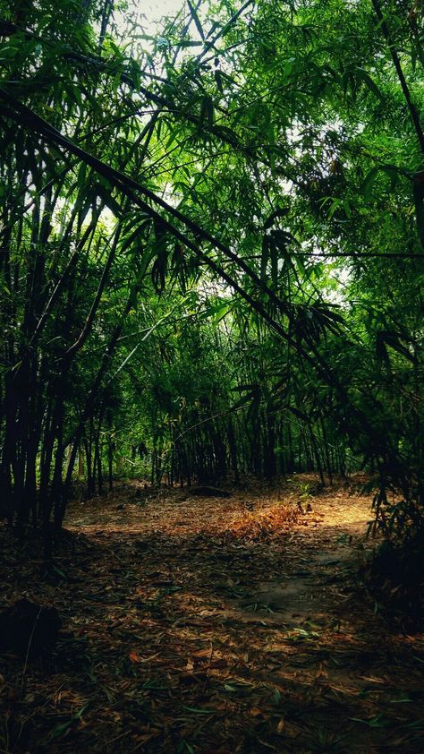 Bamboo Photoshoot, Bamboo Jungle, Jungle Pictures, Pink Wallpaper Hello Kitty, Random Photography, Jungle Forest, Mud House, Elephant Pictures, Farm Ideas