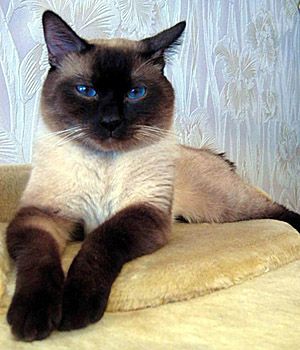 I love these traditional siamese cats, sometimes called "thai cat." My first cat ever was one. Cats Siamese, Tonkinese, Kitty Kitty, Domestic Cat, Siamese Cats, Cats Meow, Beautiful Cat, Pretty Cats, Burmese