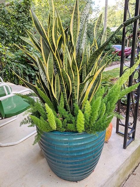 23 Snake Plant Container Combination Ideas | Balcony Garden Web Snake Plants In Pots, Indoor Mixed Planter Ideas, Snake Plant Landscaping, Snake Plants Outdoors, Snake Plant Arrangement, Potted Outdoor Plants, Cat And Snake, Snake Plant Indoor, Succulent Outdoor