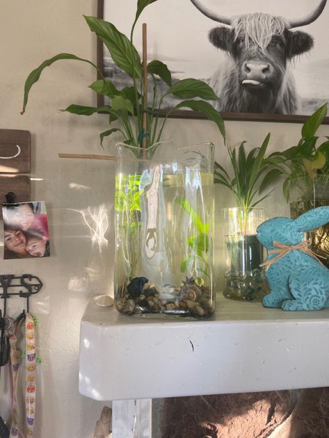 Betta fish with live plants Betta Fish Plant Vase, Vase With Plant, Cool Fish Tank Decorations, Peace Lillies, Cool Fish Tanks, Fish Vase, Betta Fish Tank, Cool Fish, Peace Lily