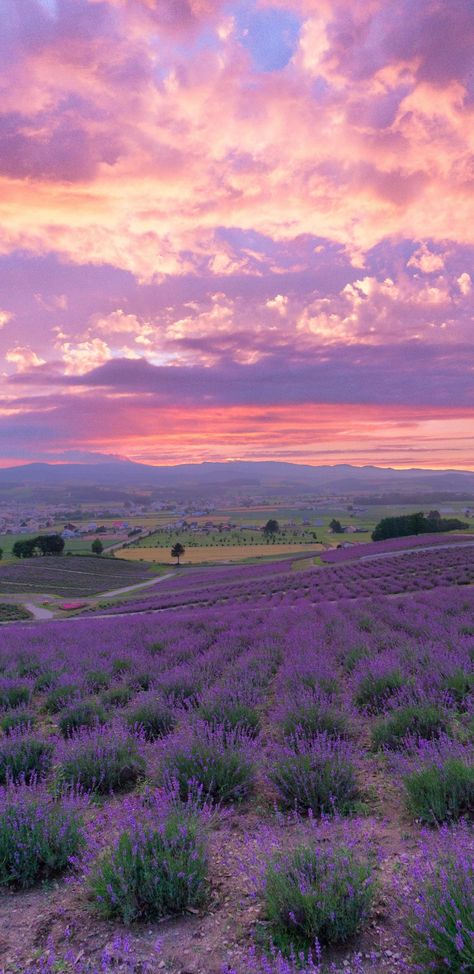 Lavender Fields Photography, Taylor Album, Chill Wallpaper, Dream Marriage, Field Wallpaper, Hokkaido Japan, Landscaping Images, Pretty Landscapes, Sunset Nature