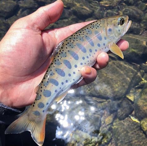 Trout Fish, Trout Photography, Fish Farm, Trout Aesthetic, Trout Species, Rainbow Trout Picture, Trout Swimming, Giant Fish, Rainbow Trout Fishing