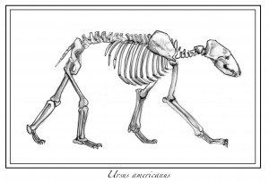 bear_bones Tattoo Ideas Bear, Fat Ginger Cat, Bear Skeleton, Skeleton Tattoo, Animal Skeletons, Bone Diseases, Skeleton Tattoos, Animal Reference, Animal Anatomy