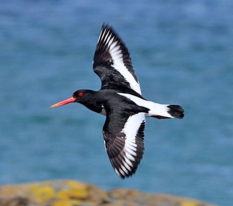 Oystercatcher Tattoo, Oystercatcher Art, Lino Ideas, Scottish Wildlife, Coastal Birds, Isle Of Arran, British Wildlife, Shorebirds, Bird Artwork