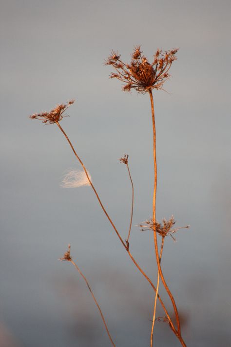 Autumn Wildflowers/Grasses | ...along Barrie waterfront. | Flickr Autumn Wildflowers, Grass Meadow, Queen Annes Lace, Grasses, Queen Anne, Fall Autumn, Photo Inspiration, Pumpkins, Brown And Grey