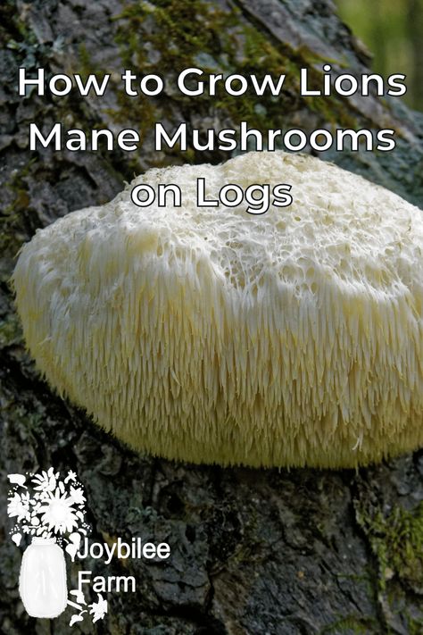 Learn how to grow lions mane mushrooms, and enjoy these tasty, toothed, gourmet mushrooms at home. Lions mane mushrooms are a fun wild mushroom to forage for, and a safe and fun mushroom to grow at home, on logs or in sawdust. These mushrooms have a distinctive flavor, slightly sea-food like, and look like fuzzy pom-poms. Moral Mushrooms, Acreage Ideas, Gourmet Mushrooms, Forest Paths, Growing Mushrooms At Home, Indoor Farming, Mushroom Spores, Mushroom Growing, Lions Mane