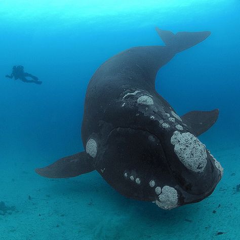 Photo by @BrianSkerry A Southern Right Whale and diver swim together over a shady sea floor in New Zealand’s Auckland Islands. These whales reach sizes of 45 feet long and weights of 70-tons. Once hunted to the brink of extinction, their populations have slowly recovered due to protection. Photographed #onassignment for @natgeo. Southern Right Whale, Right Whale, Shark Photos, Sea Mammal, Underwater Photos, Wildlife Photos, Whale Shark, Killer Whales, Marine Animals