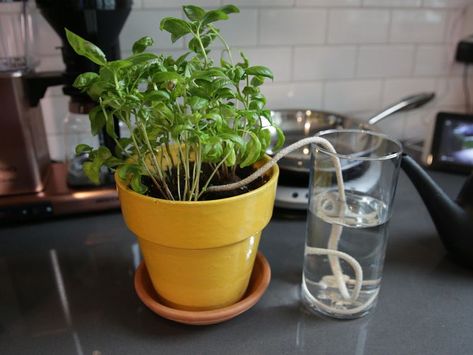 How to water your plants while you’re away - Headed out on vacation? These tricks will water your plants for you. Pot Diy, Cheap Plants, Plant Hacks, Banana Plants, Self Watering Planter, Healthy Garden, Growing Seeds, Self Watering, Watering Globe