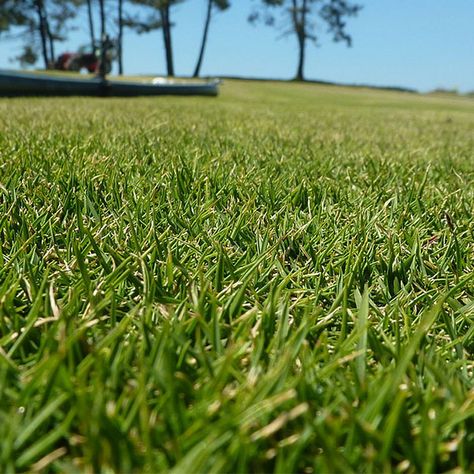 Zoysia Grass - Pros and Cons Plus Expert Tips for Growing a Healthy Zoysia Lawn - Lawn and Petal Kindergarten Landscape, Zoysia Lawn, Zoysia Grass Seed, Zoysia Sod, Sod Grass, Centipede Grass, Grass Types, Zoysia Grass, Pet Turf