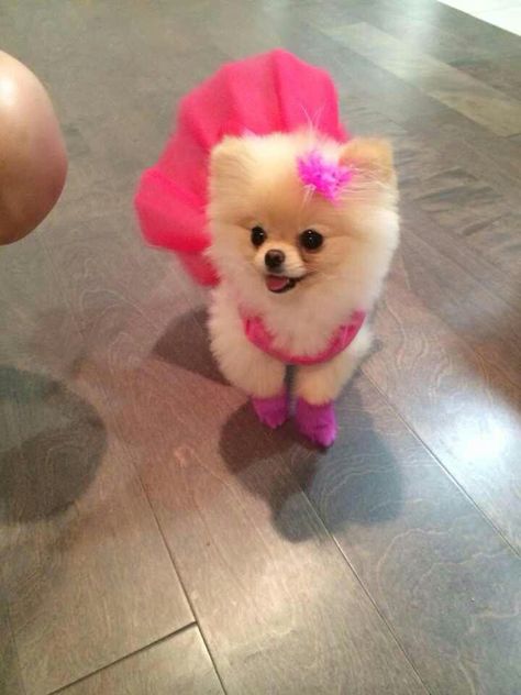 Pomeranian Dressed Up, Small Dog Tattoos, Lady Dog, Dog Print Tattoo, Cute Pomeranian, Dog Line, Cute Dog Photos, Very Cute Dogs, Really Cute Dogs