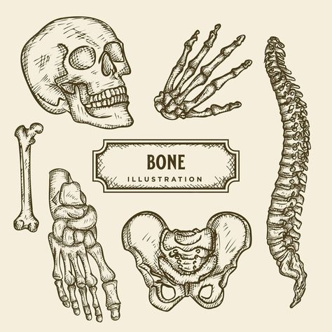 Bone Art Drawing, Bones Tattoo Ideas, Bone Illustrations, Drawing Bones, Bones Illustration, Bones Drawing, Streamer Aesthetic, Bone Drawing, Skeletal Structure