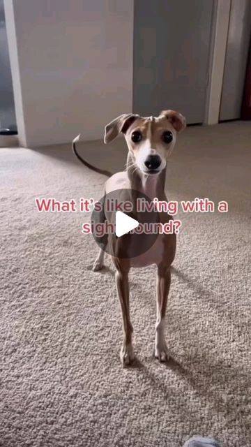 Italian Greyhound on Instagram: "'So this is what it looks like when you live with fine art  Follow: @italiangreyhoundhere Credit: @TT/ arlo.iggy DM for removal. No copyright infringement intended. #italiangreyhoundsofig #italiangreyhoundmix #italiangreyhoundpuppies #italiangreyhoundlovers #italiangreyhoundclothing #italiangreyhoundsofnyc #italiangreyhoundsoftheworld #dogreelsofinsta #dogreelsdaily" Funny Whippet Pictures, Miniature Italian Greyhound, Mini Italian Greyhound, Italian Greyhound Art, Italian Grey Hound, Greyhounds Funny, Italian Greyhound Puppies, Greyhound Puppy, Greyhound Art