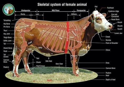 Livestock Judging, Beef Cow, Vet School, Skeletal System, Cow Face, Beef Cattle, Cattle Ranching, Cattle Farming, Animal Science