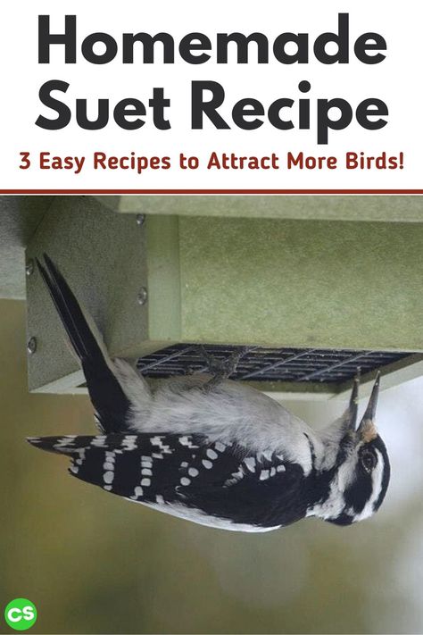 No Melt Suet, Suet Recipe, Bird Feeder Station, Backyard Birds Sanctuary, Backyard Birds Feeders, Bird Suet, Making Peanut Butter, Best Bird Feeders, Suet Cakes