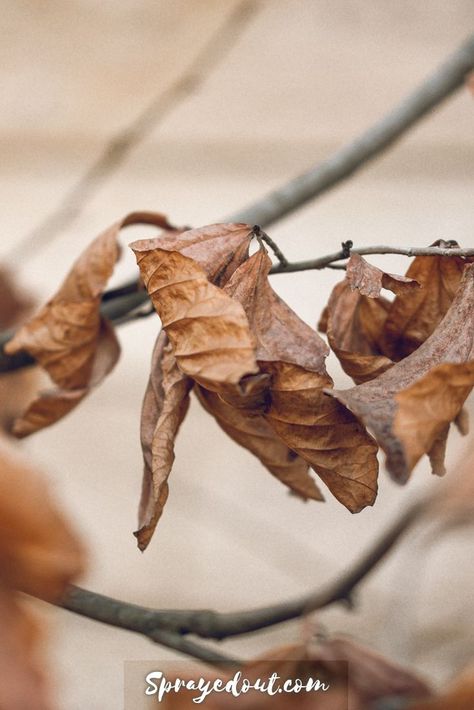 Free picture for bloggers of a dead leaves on a tree shot in winter, but you may relate it to autumn. Visit for free stock photo shared by @sprayedout Dead Leaves, Landscape Inspiration, Internet Marketing Strategy, Photography Pics, To Autumn, Investing In Stocks, Free Picture, Autumn Trees, Good Company