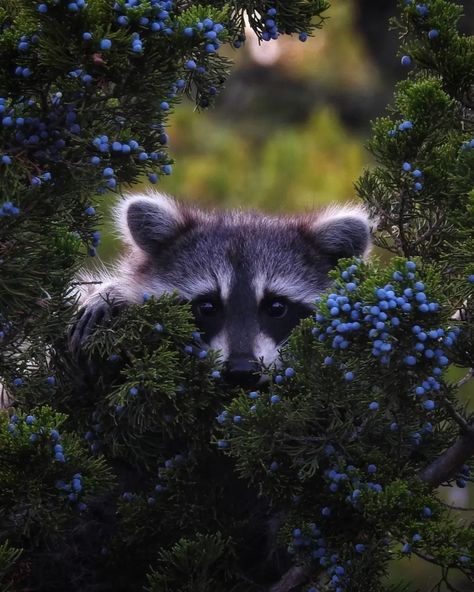 Racoon Aesthetic, Raccoon Aesthetic, Cute Raccoon Aesthetic Wallpaper, Wallpapers Raccoon, Raccoon Reference Photo, Calming Photos, Raccoon In Nature, Pet Raccoon, Goth Wallpaper