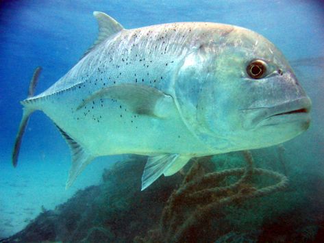 Giant Trevally - Predatory pelagic fish Giant Trevally, Visit Bali, Nusa Lembongan, Monster Fishing, Nusa Penida, Marine Fish, River Fishing, Fishing Guide, Ocean Creatures