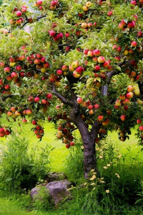 AI Generative Apple tree malus domestica laden with ripe fresh fruits Apple Tree Aesthetic, Malus Domestica, Vector Nature, Apple Trees, Fruit Tree, Fresh Fruits, Book Nook, A Level Art, Apple Tree