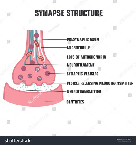 Vector scientific icon structure synapse. Description of the anatomy of the neuron synapse. Illustration of synapse structure in flat minimalism style. #Ad , #ad, #structure#synapse#Description#Vector Synapse Neurons Art, Neuron Synapse, Chemical Synapse, Minimalism Style, Biology Lessons, Simple Pictures, Medical School, Nervous System, Minimal Fashion