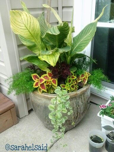 Container gardening: 1 Canna "tropicanna gold", 3 coleus plants ( each a different variation), 2 asparagus ferns, 1 green vine. These planters are great for areas of full sun. Large glazed ceramic pot was purchased from Homegoods Tropical Front Door, Half Barrel Planter, Coleus Plants, Front Door Planters, Asparagus Fern, Patio Pots, Barrel Planter, Patio Planters, Plant Box