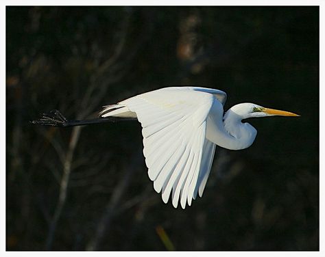 Flying Egret Egret Flying, Flying Egret, Flying Heron, Black And White Photography Portraits, White Crane, Birds Of Prey, Pretty Birds, Black And White Photography, Artist Inspiration