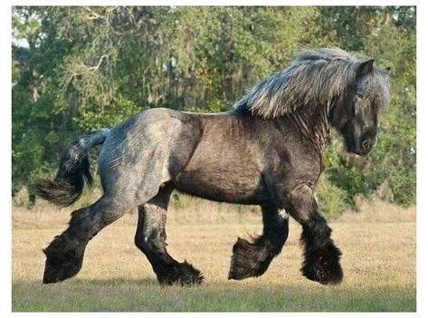 Brabant Horse, Belgian Draft Horse, Stunning Horses, Rare Horses, Gorgeous Horses, Clydesdale Horses, Draft Horse, Horse Things, Big Horses