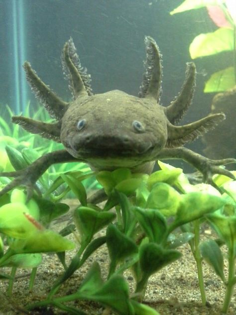 Wild Green Axolotl, Green Axolotl, Charm School, Toothless, Belleza Natural, Fish Pet, Dogs, Water, Green