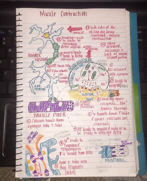 This is page of muscle notes. It puts the process in a diagram form that makes it more applicable for learning the steps. Muscle Notes Anatomy, Exercise Physiology Notes, Muscle Tissue Notes, Muscle Physiology Notes, Muscle Notes, Musculoskeletal System Nursing Notes, Muscles Notes, Muscle Contraction Notes, Human Anatomy Notes