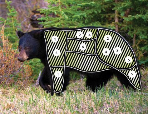 Outdoor Canada -- Mobile -- Black bear: What’s good to eat Cooking Bear Meat, Black Bear Recipes, Bear Meat Recipes, Bear Meat Recipe, Simple Homesteading, Bear Baiting, Meat Cuts Chart, Bear Meat, Hunting Recipes