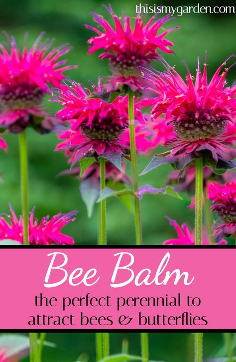 Perennial Pollinator Garden, Monarda Bee Balm, Bee Balm Plant Perennials, Butterfly Plants Perennials, Bee Garden Ideas, Beebalm Flowers, Butterfly Garden Ideas, Pollinators Garden, Bee Balm Plant